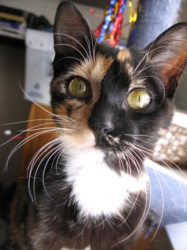 /Images/uploads/Humane Society of Utah/HSU2018/entries/3913thumb.jpg